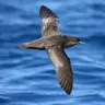 Pick Up Plastic for Seabirds