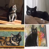 Grief Support: Loss of a Pet