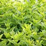 Garden question lightning round: controlling rampant mint, runaway chervil and more