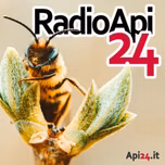 Radio Apiantide