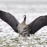 Die Tierdocs: Entenvogel ist hochnäsig