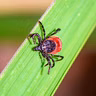 Our tick nightmare