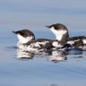 Clean Up Crumbs for Birds