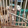As dog meat ban nears in Korea, canines still require rescue
Related Article
Dog meat soup alley quiet during final boknal season before government ban takes effect
Let them eat goat: Gov't to boost local production with dog meat ban
Villagers seek apology over false dog slaughter claims
The lucky 3 percent
The law, and its ticking clock
What the closure numbers hide
The farmers' catch-22
Bridging gaps
From panic selling to $1,000 per dog
Blind spots in enforcement
Shift to black goat