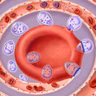 Malaria Parasite Caught in the Act of Breaking and Entering
