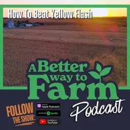372: How To Beat Yellow Flash