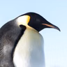 Which Bird Has the Most Feathers?