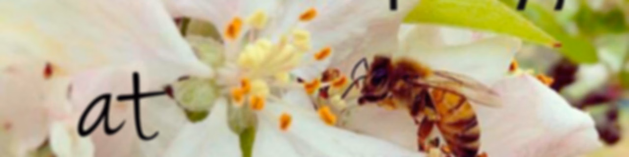 Beekeeping at FiveApple