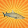 Le requin-citron : une proie avant d'être un prédateur
