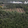 Galway City Council has commenced a major tree clearing programme at Merlin Woods