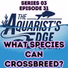 Cross-Breeding Aquarium Fish: What Actually Happens When Species Mix