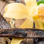 Vanilla