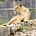 Lo Zoo di 105