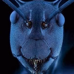 JC Tuna