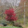 Summer Heat vs. Japanese Maple Trees