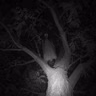 La niña que se aparece en el árbol de mi casa (historias de horror)
