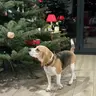 Dogs with Jobs Christmas Special 2025