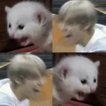 Hulahalu