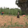 Le journal du 18 août 2026 - Madarounfa : une productrice partage sa technique locale de semis