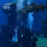 Prosa Ibérica | Una entrañable boda entre tiburones y escarabajos homosexuales