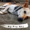 My Dog MAC & People around me