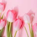 Radio Tulip