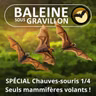 SPÉCIAL Chauves-souris 1/4 : Reine de la nuit (François Moutou)