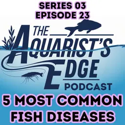 5 Most Common Fish Diseases and How To Treat Them