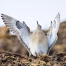 Buff-breasted Sandpiper
