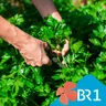 Podcast Besser Leben 12/7 - Giftig oder unbedenklich? Petersilie, Zucchini & Co:Wann wird's gefährlich?