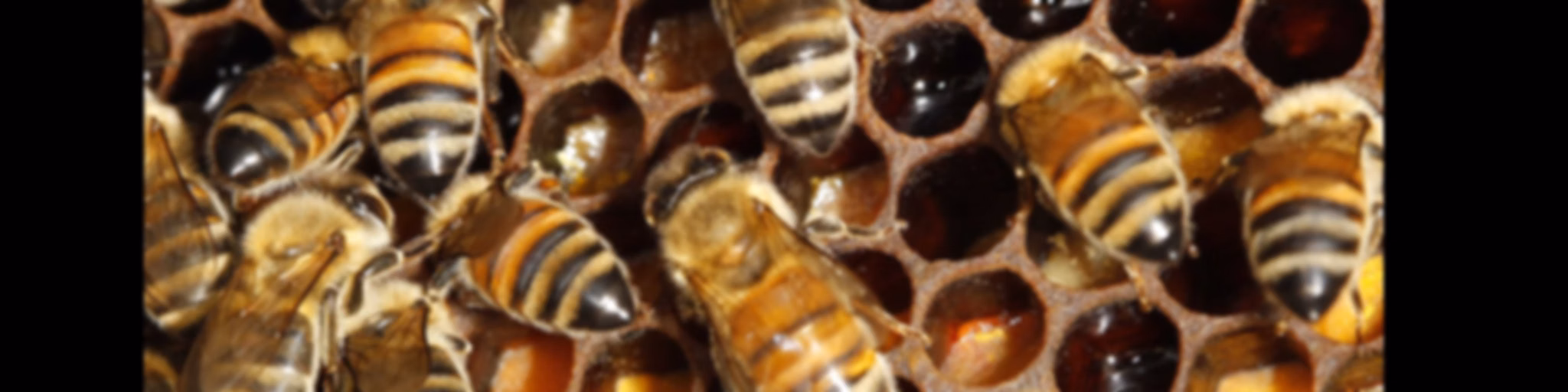 Hive Ulverstone Volunteer Sessions talk with Martin George