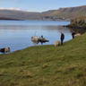 Við Tórði á túri eftir veðrum í Tjaldavíkshólmi