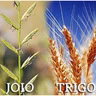 Homilia do 16° Domingo do Tempo Comum