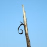 The Rod of God