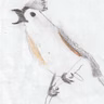Learning More About Birds by Sketching Them