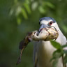Zoos as Night Heron Habitats