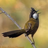 Australia's Rainforest Birds