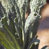 Try these 3 different kale varieties for hardy, cool-weather greens