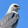 Mississippi Kites