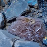 polvo