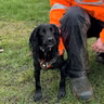 River, the signal crayfish detection dog