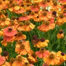 Perennial flowers that provide color in the garden's quieter season
