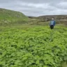 Við Tórði á skørutúri