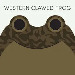 Western Clawed Frog | Week of June 22nd