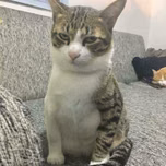 Cat Station