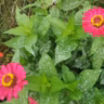 Zinnias vs Powdery Mildew