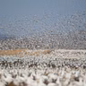 The Sound of a Thousand Geese Taking Off at Once