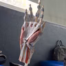 Nervios Periféricos
