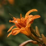 More than just tawny orange, choose daylilies with other color and petal variations