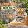 聽眾點播｜i動物進行式｜經典重播：捕抓獵物高手--認識老虎🦁